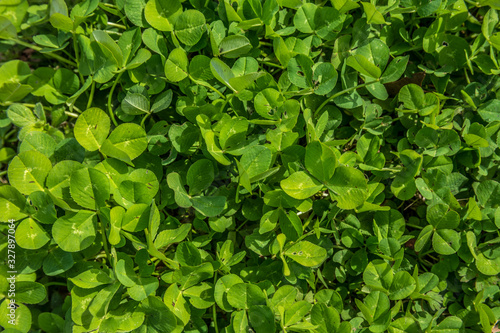Green clover closeup © Sandra Burm
