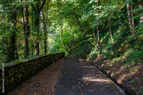 path in the forest