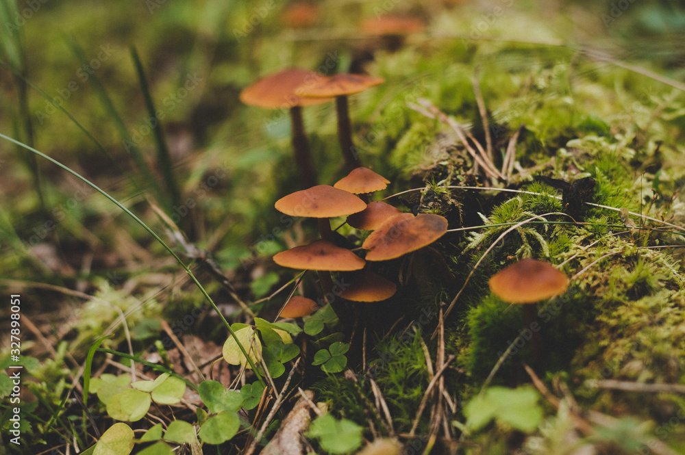 Mushrooms in the forest close-up Mushrooms in the forest close-up