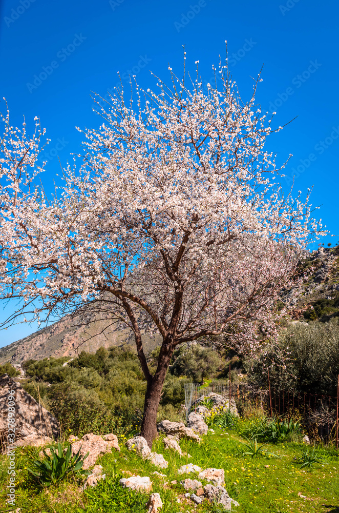 Beautiful almond tree on Cretan nature. Beautiful almond tree on Cretan nature.