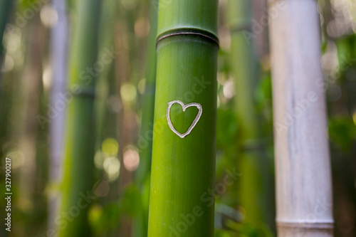 Love messages at Bamboo forest trunk