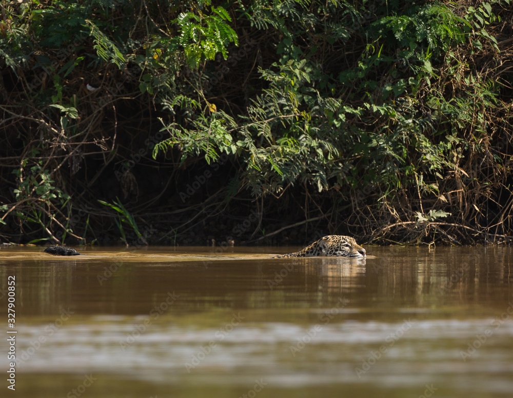Obraz premium A jaguar, Panthera onca, stalking prey and crossing the Cuiaba River, Brazil.