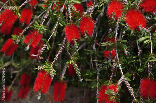 Foto Callistemon citrinus (Callistemon, bottlebrushes) flowers