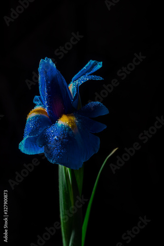 Wallpaper Mural Iris flower on black background. Drops of water on a purple flower. Torontodigital.ca