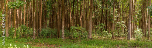Pathway of the Wai Koa Loop trail or track leads through plantation of Mahogany trees in Kauai, Hawaii, USA
