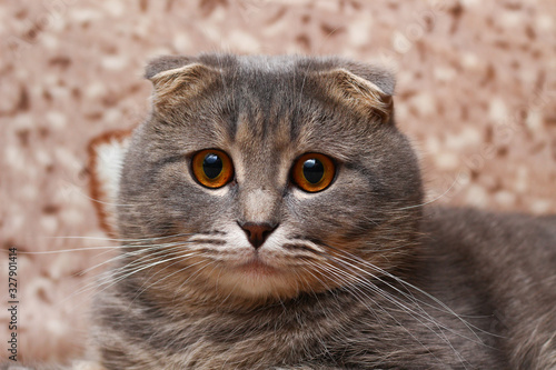 Photography Gray scottish fold cat cat resting on a sofa