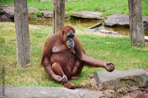 Orang outan