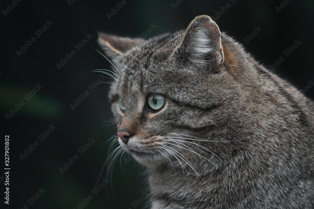primo piano di Gatto selvatico (Felis sylvestris) su sfondo scuro primo piano di Gatto selvatico (Felis sylvestris) su sfondo scuro