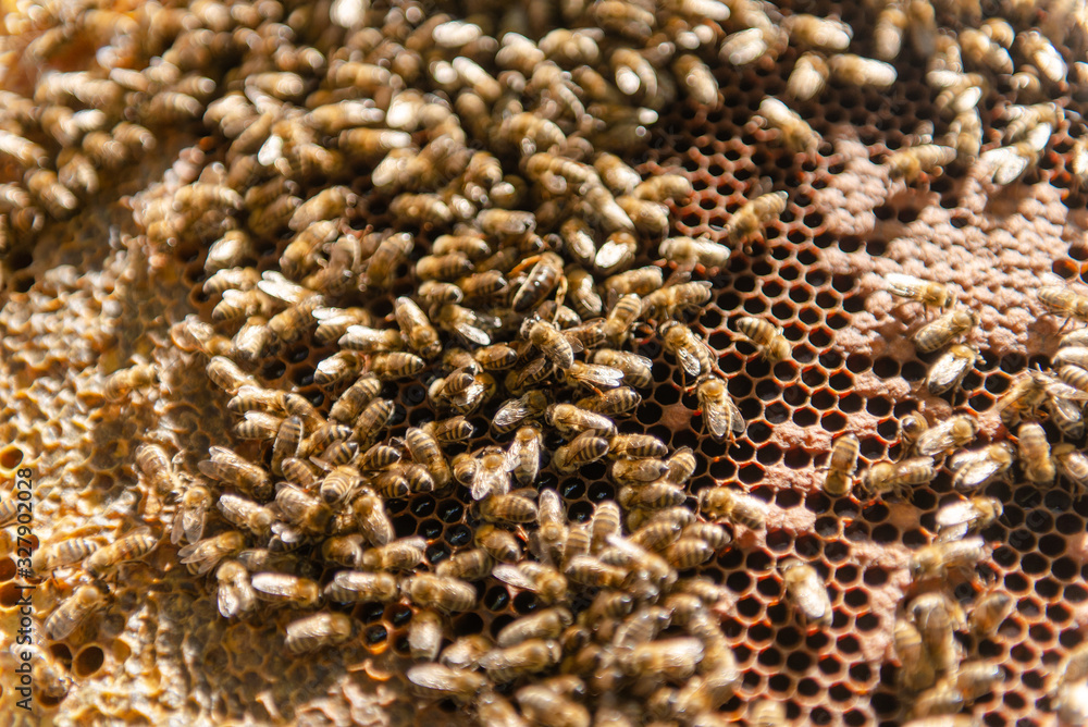 A bee family crawls around its uterus bee. A bee family crawls around its uterus bee.