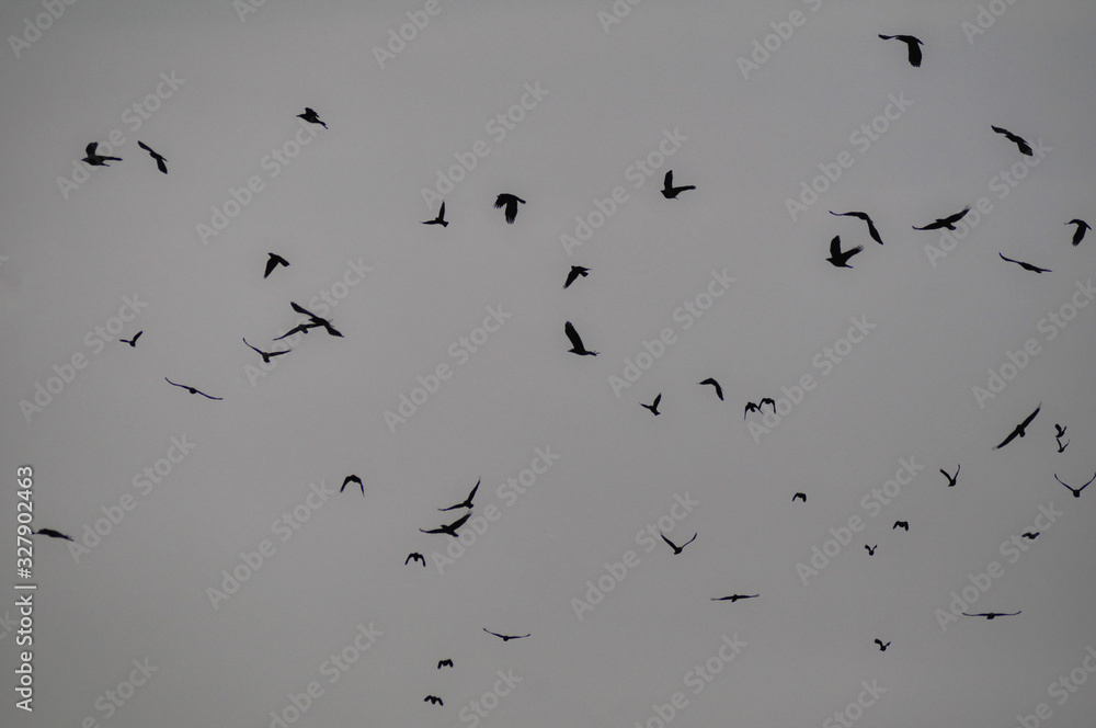 Fototapeta premium Flock of birds isolated on natural gray sky background. Bird silhouettes