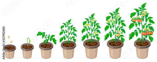 tomato plants in pot. tomatoes growth stages from seed to flowering and ripening. vector illustration of healthy tomatoes life cycle isolated on white backdrop.organic gardening. city farm infographic