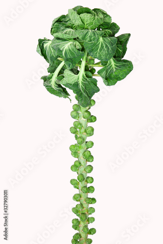 Rosenkohl am Stiel , isoliert auf weißem Hintergrund
