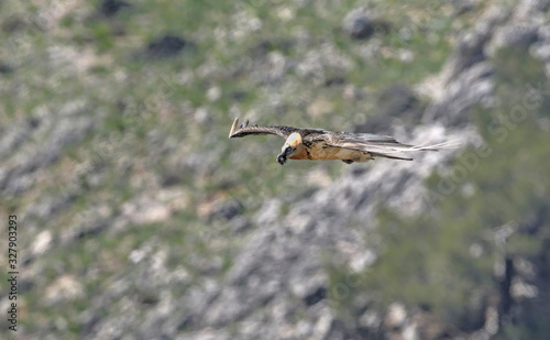 Bearded Vulture (Gypaetus barbatus), Crete