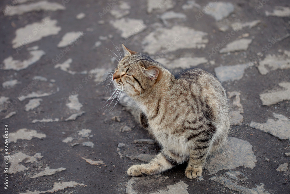 Naklejka premium Portrait of fluffy wild cat