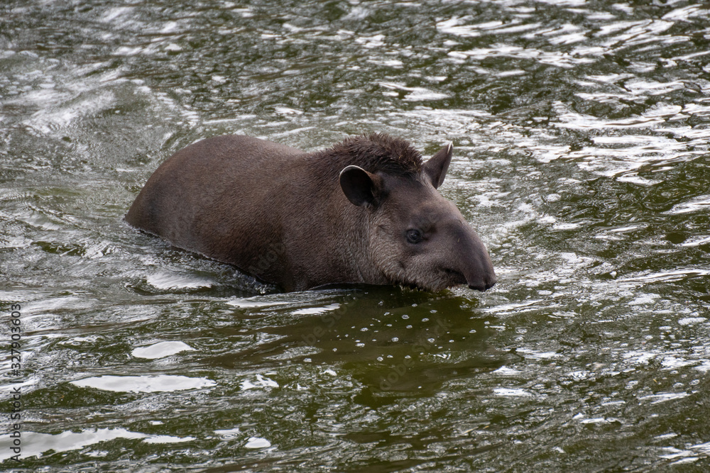 Portrait of a South American tapir swimming in the water Portrait of a South American tapir swimming in the water