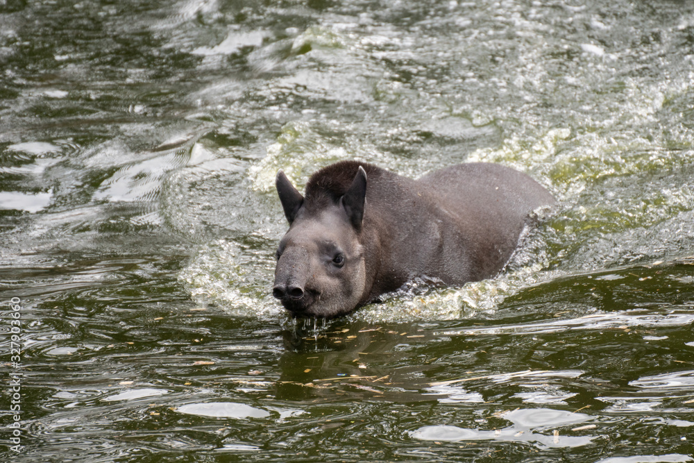 Portrait of a South American tapir swimming in the water Portrait of a South American tapir swimming in the water