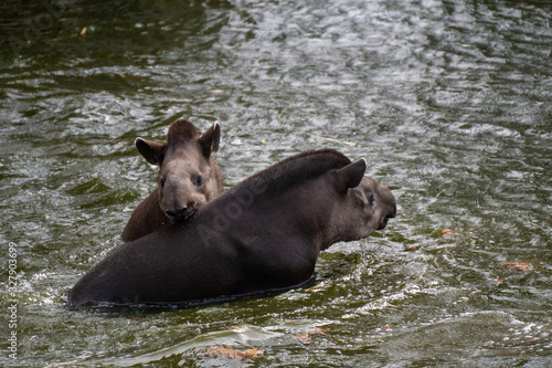 Two south american tapir playing in the water © Azahara