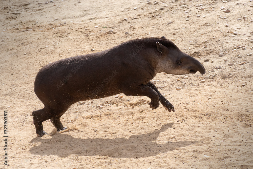 Portrait of a South American tapir running and playing happily Portrait of a South American tapir running and playing happily