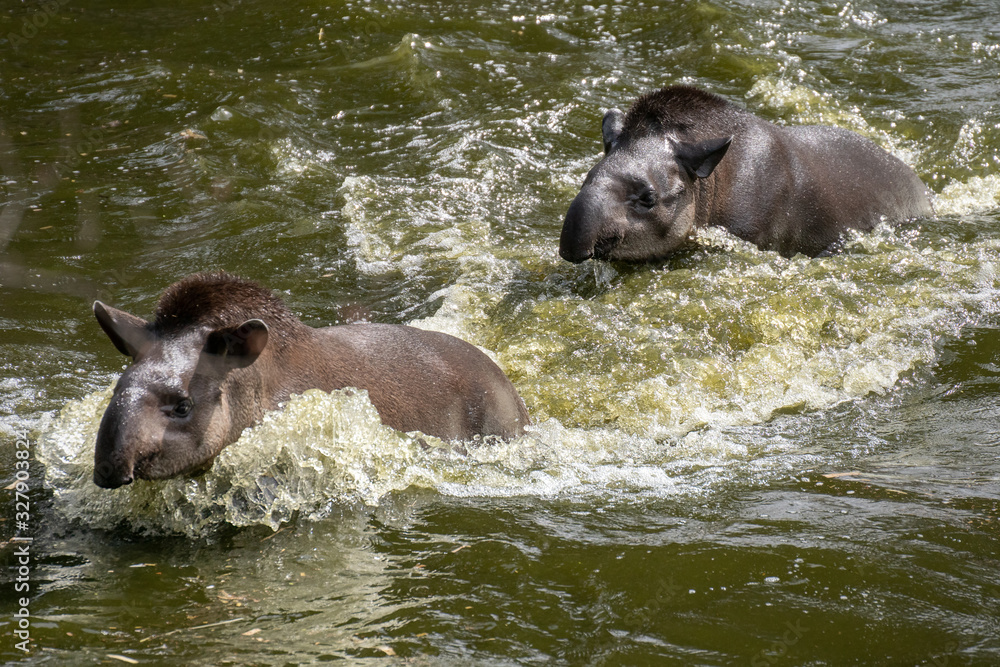 Portrait of two South American tapirs swimming in the water Portrait of two South American tapirs swimming in the water