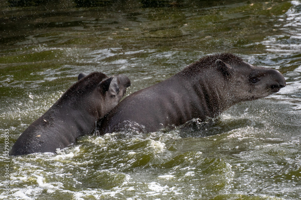 Portrait of two South American tapirs fighting in the water Portrait of two South American tapirs fighting in the water