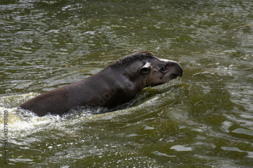 Portrait of a South American tapir swimming in the water