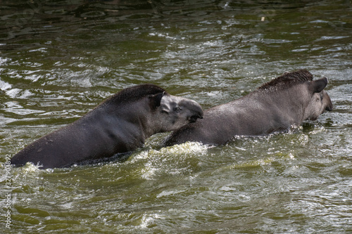 Portrait of two South American tapirs fighting in the water © Azahara