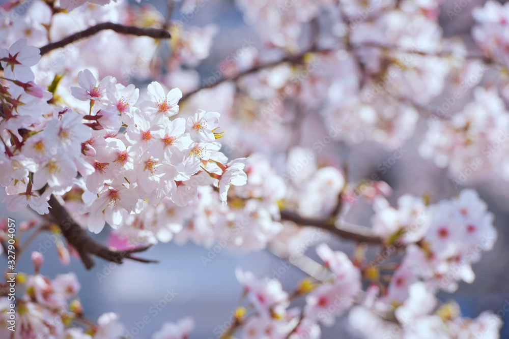 Spring Cherry blossoms, pink flowers.Beautiful spring cherry blossom with extending and connecting branches. Pastel pink background. Shallow depth of field. Spring Cherry blossoms, pink flowers.Beautiful spring cherry blossom with extending and connecting branches. Pastel pink background. Shallow depth of field.