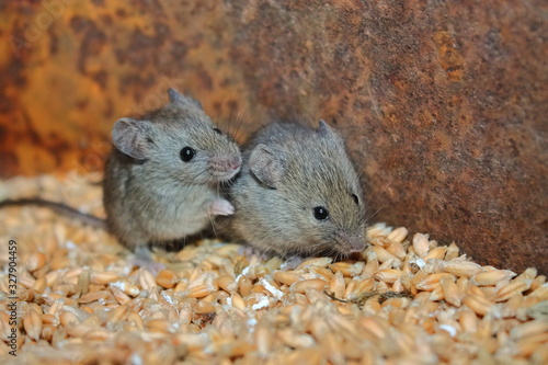 gray mice nibble on wheat grains. rodents spoil crops and carry diseases. two house mice are sitting in a barrel