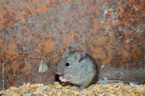 a mouse is sitting on wheat grains. mice are crop pests. house mouse