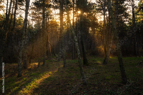 Beautiful moody forest warm soft lights and sun rays © Creaturart