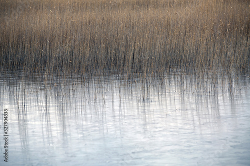  reeds in the lake