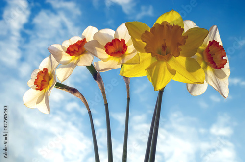 A bouquet of daffodils lit by the sun against the blue sky. photo