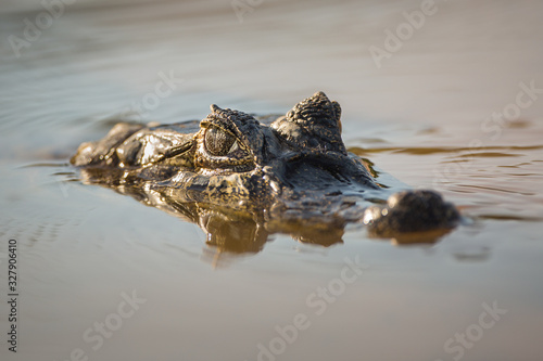 Head of a caiman, Caiman latirostris, submerged in the water in the Cuiaba River.