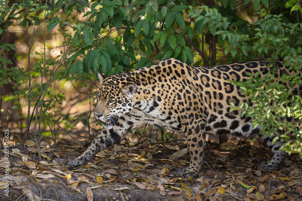 Naklejka premium A jaguar, Panthera onca, walking through the jungle in the Pantanal region of Brazil.