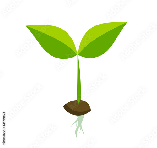 Spring plant seedling with seed and roots.
