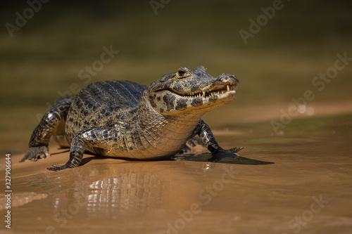Portrait of a caiman, Caiman latirostris, on the bank of the Cuiaba River.