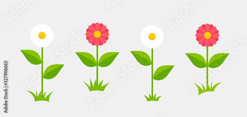 White and pink daisy flowers growing.