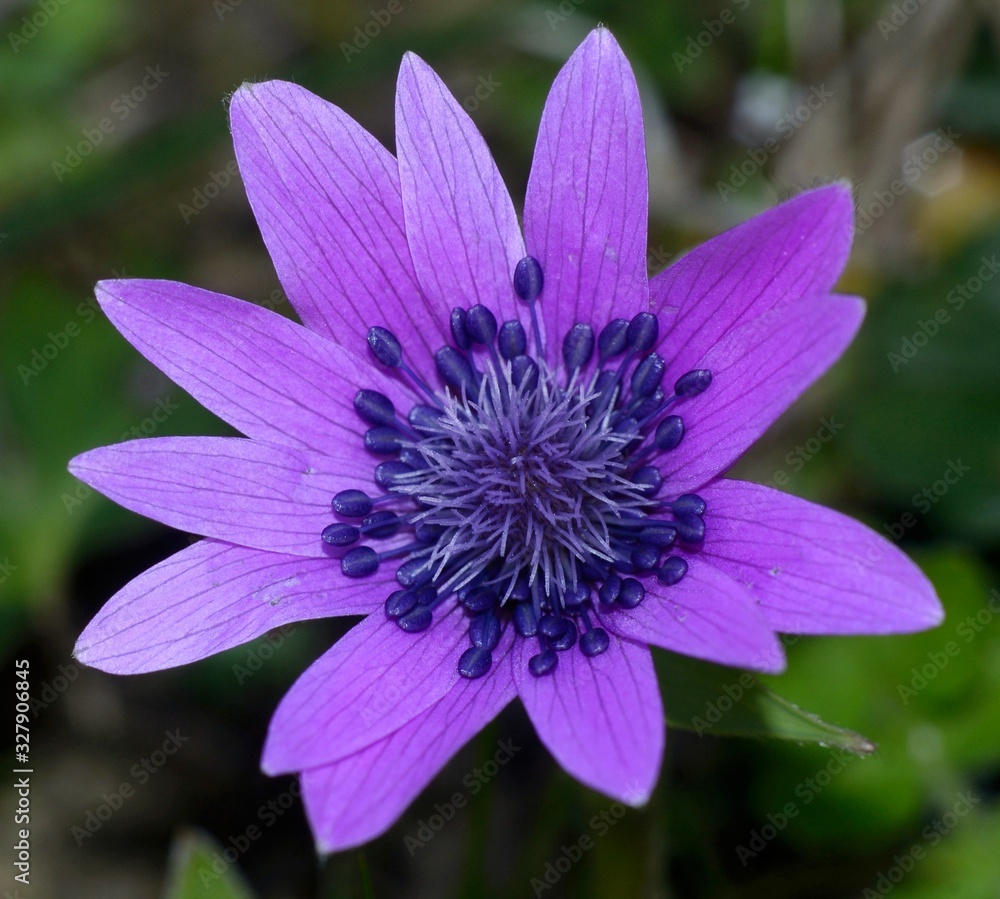 purple flower against the green meadow background 