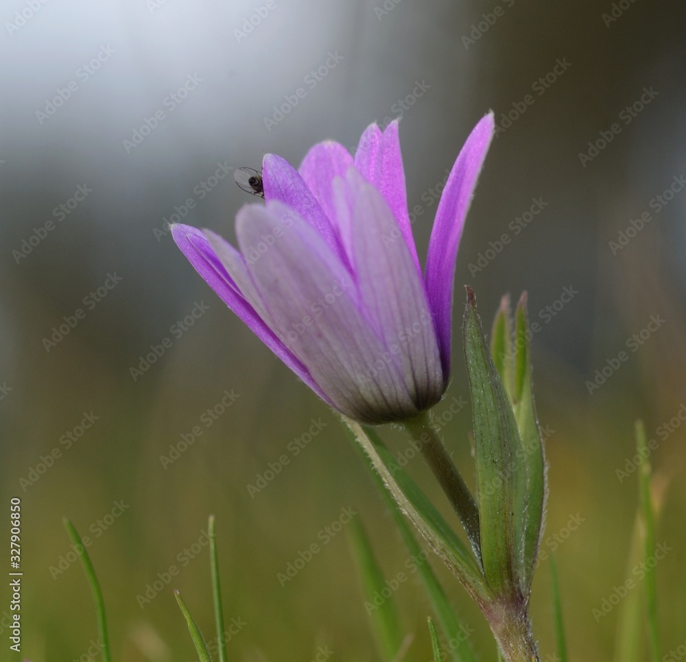 Anemone in bloom against the meadow background Anemone in bloom against the meadow background