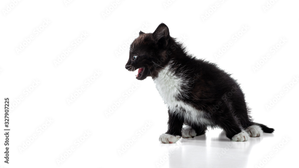 Obraz premium Meowing little fluffy black and white kitten. Profile portrait. Isolated on white background.