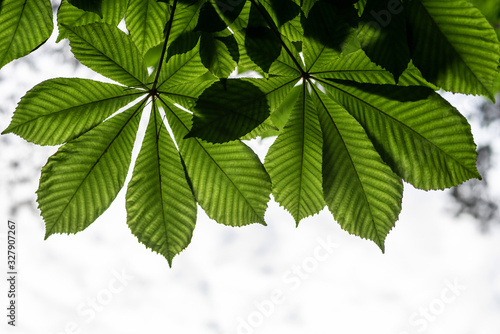 Foto Pattern of horse-chestnut leaves on a natural light background