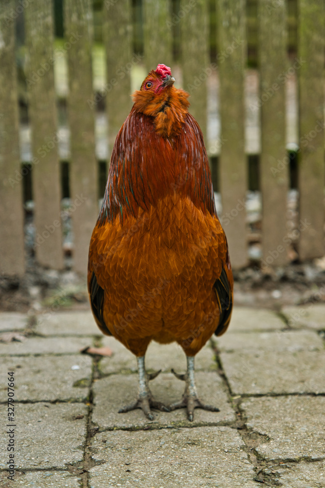 Fototapeta premium Wildpark