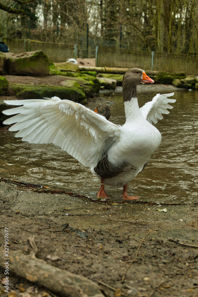 Obraz premium Wildpark