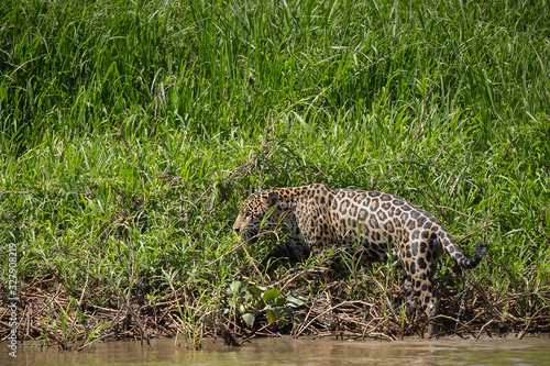 A jaguar  Panthera onca  emerges wet from the Cuiaba River  Brazil.