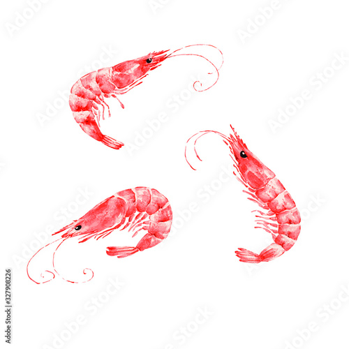 set of vector illustrations of red shrimp on a white background close-up