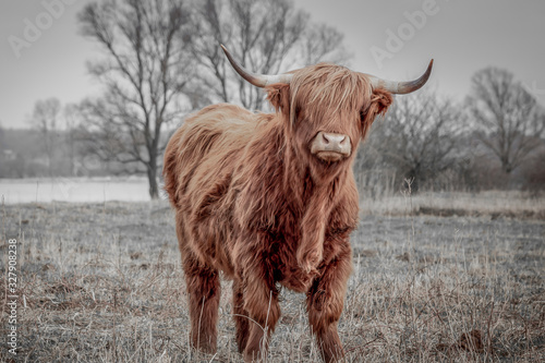 Fotografie Scottish highlander a beautiful wild cow with huge horns in the swampy grass nea
