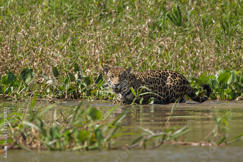 A jaguar  Panthera onca  getting into the water of  the Cuiaba River  Brazil.