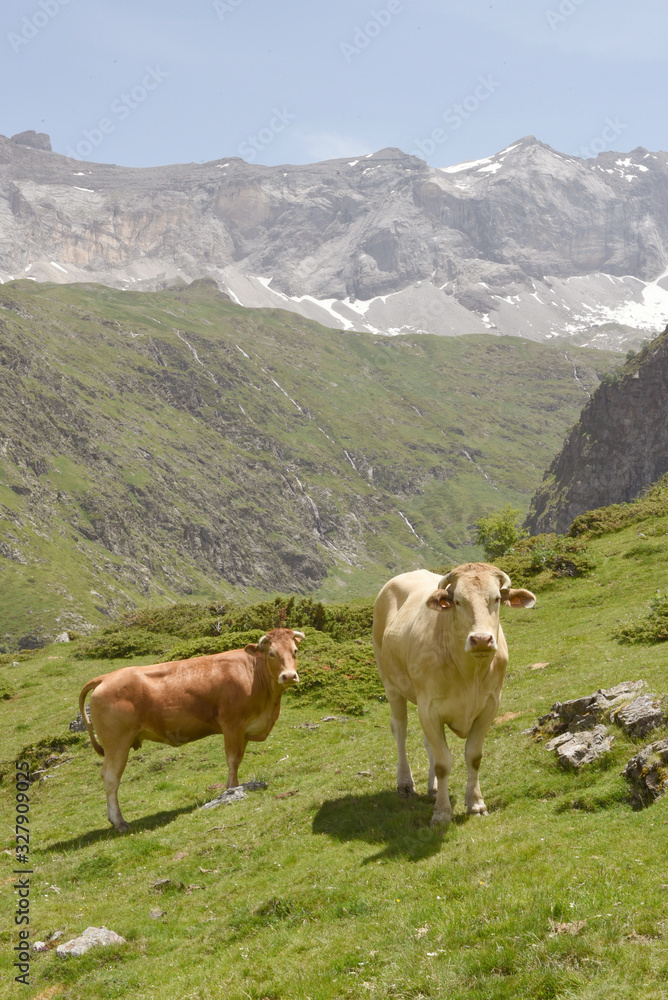 Vaches Cirque de Troumouse  Hautes Pyrénées France