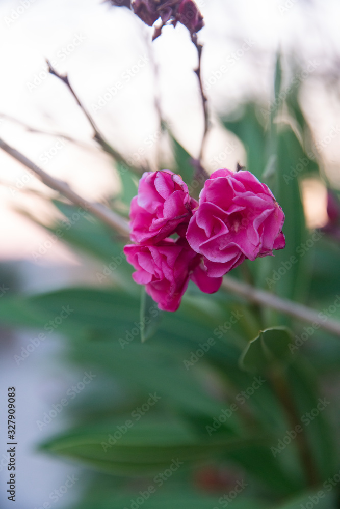 Pink Flowers, shallow focus