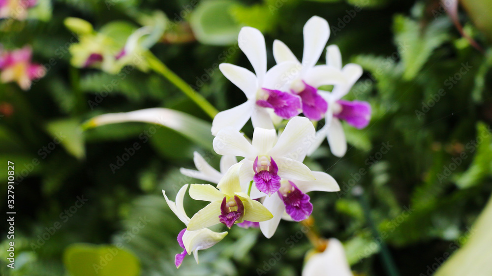 Obraz premium Flor Blanca